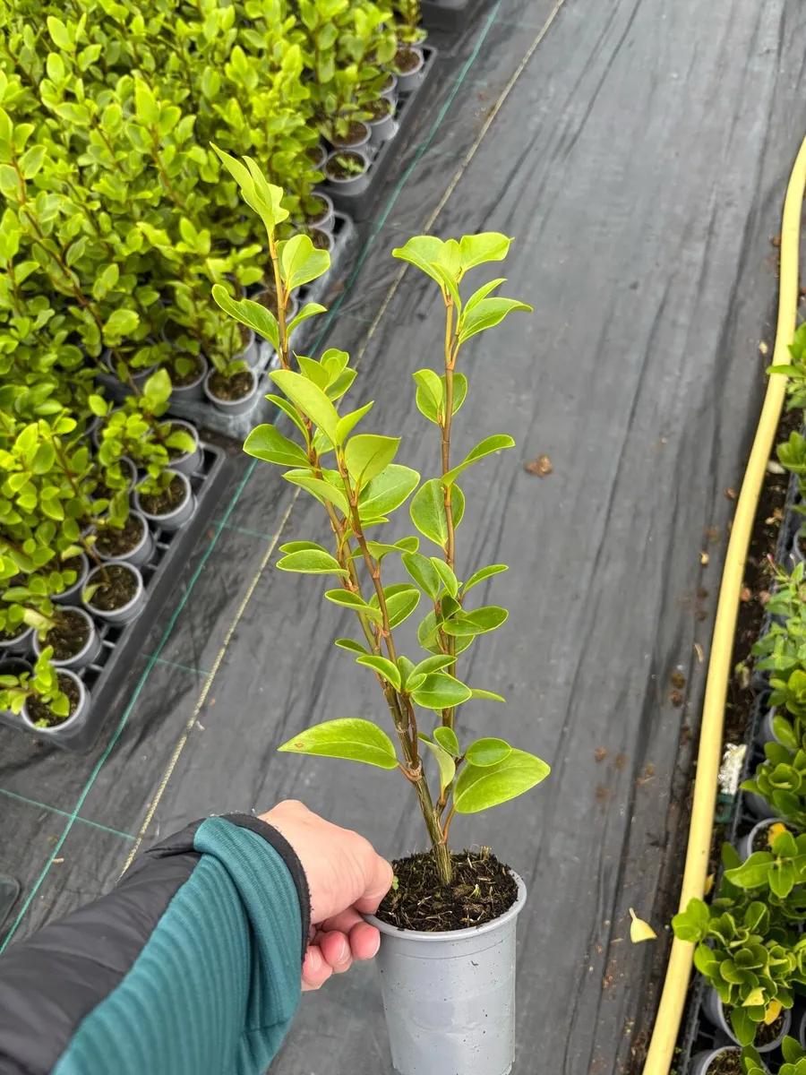 Griselinia hedging - Image 1