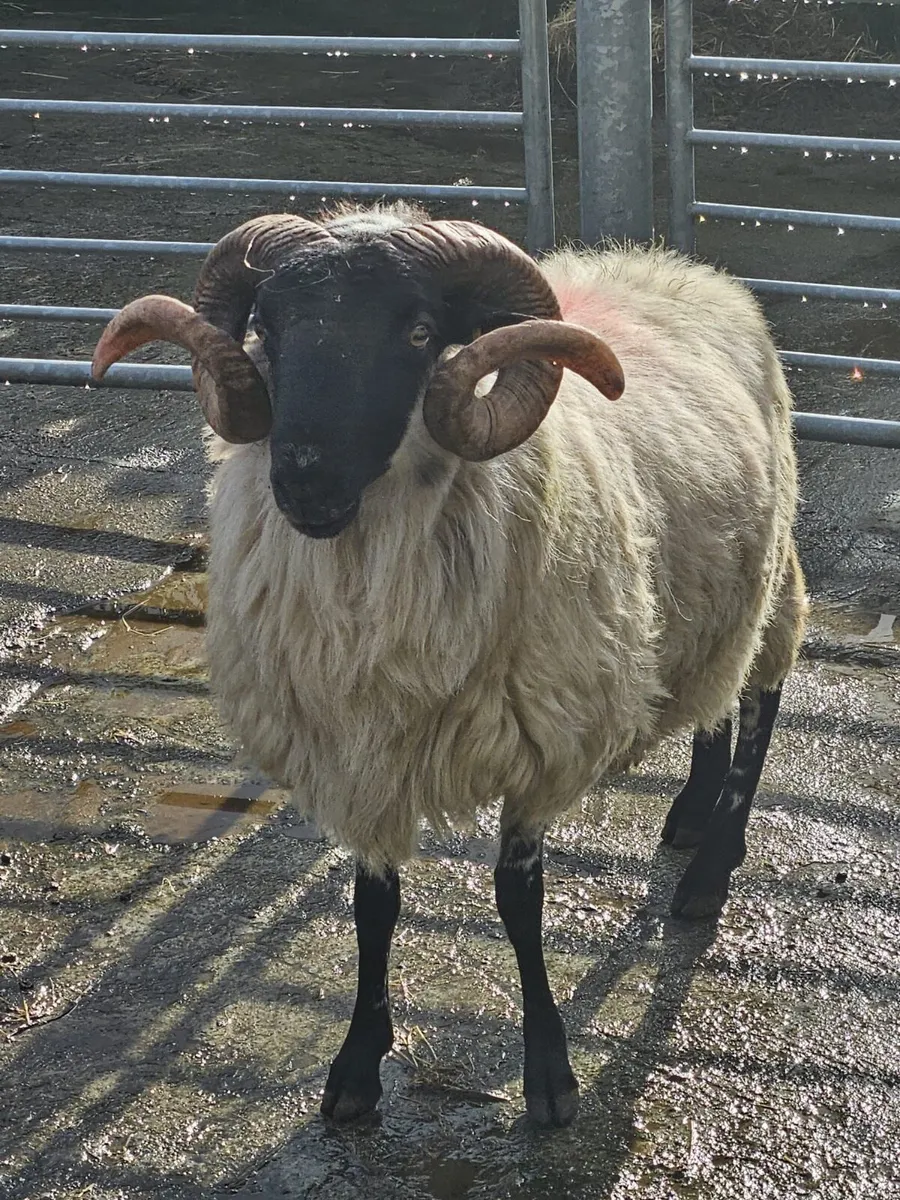 Ram - Image 1