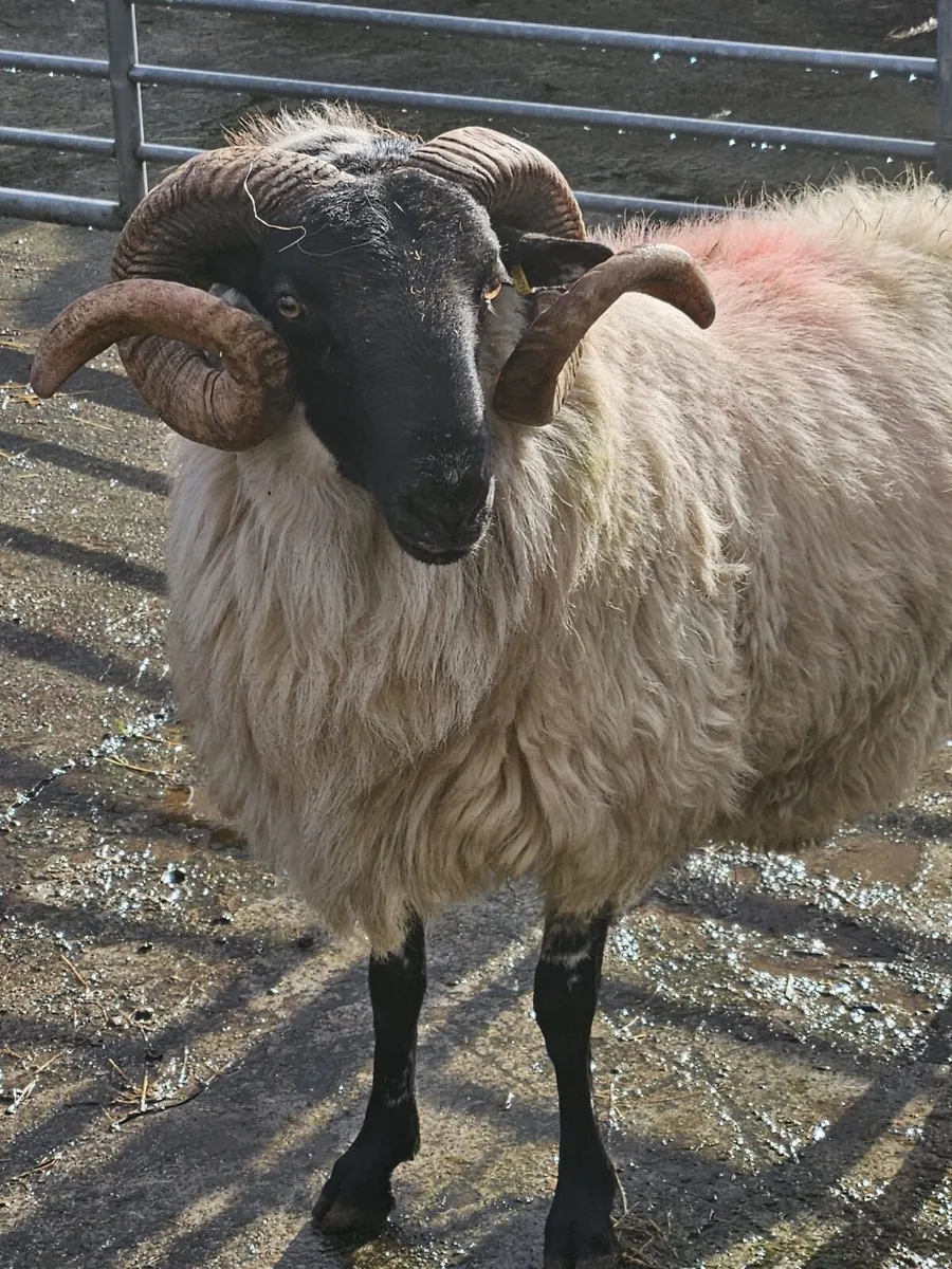 Ram - Image 2