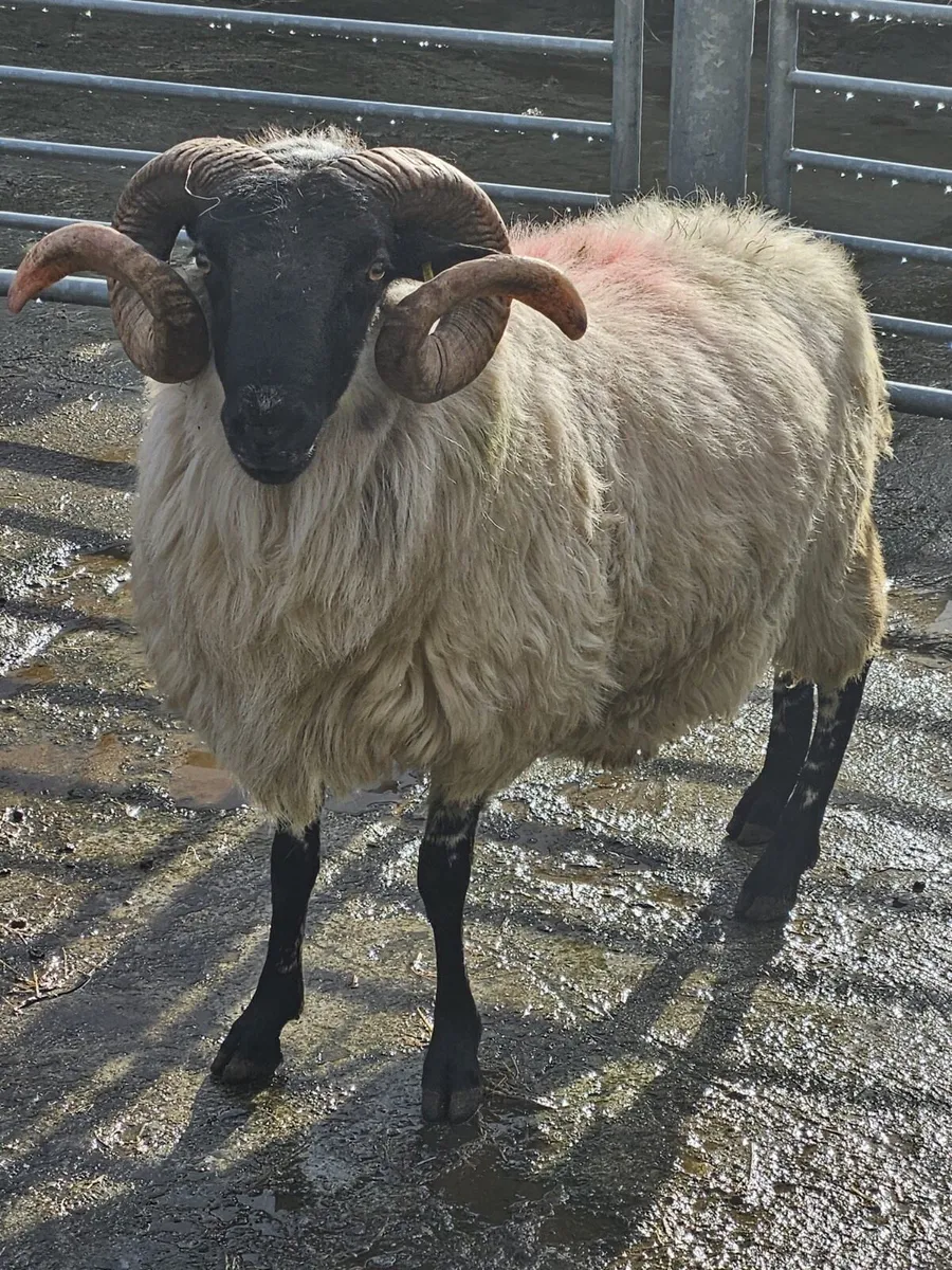 Ram - Image 3