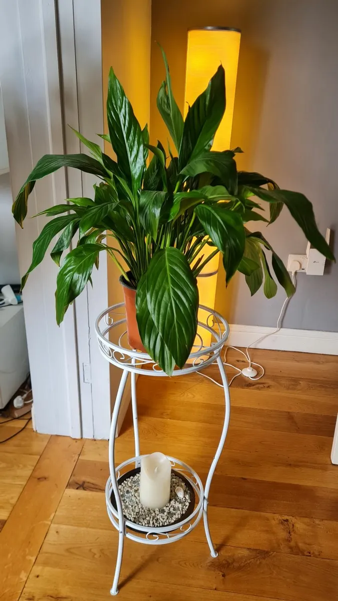 Plant & stand