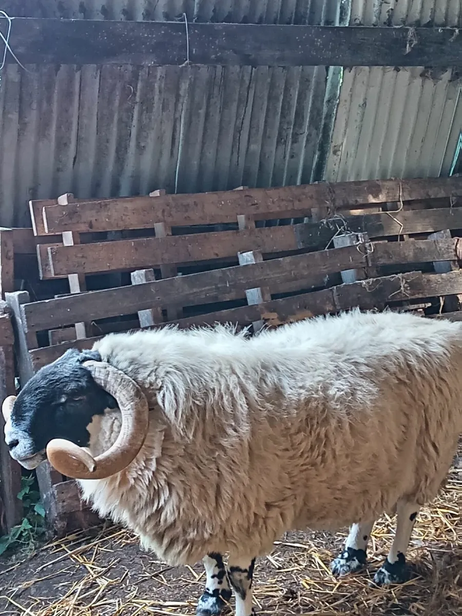 Perth ram - Image 2