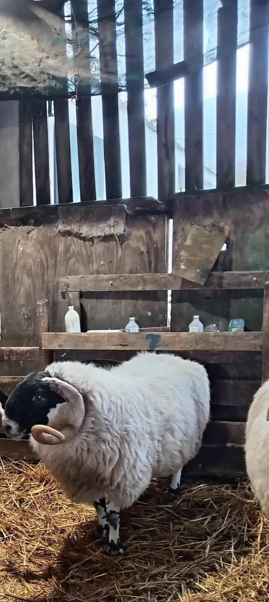 Perth ram - Image 1