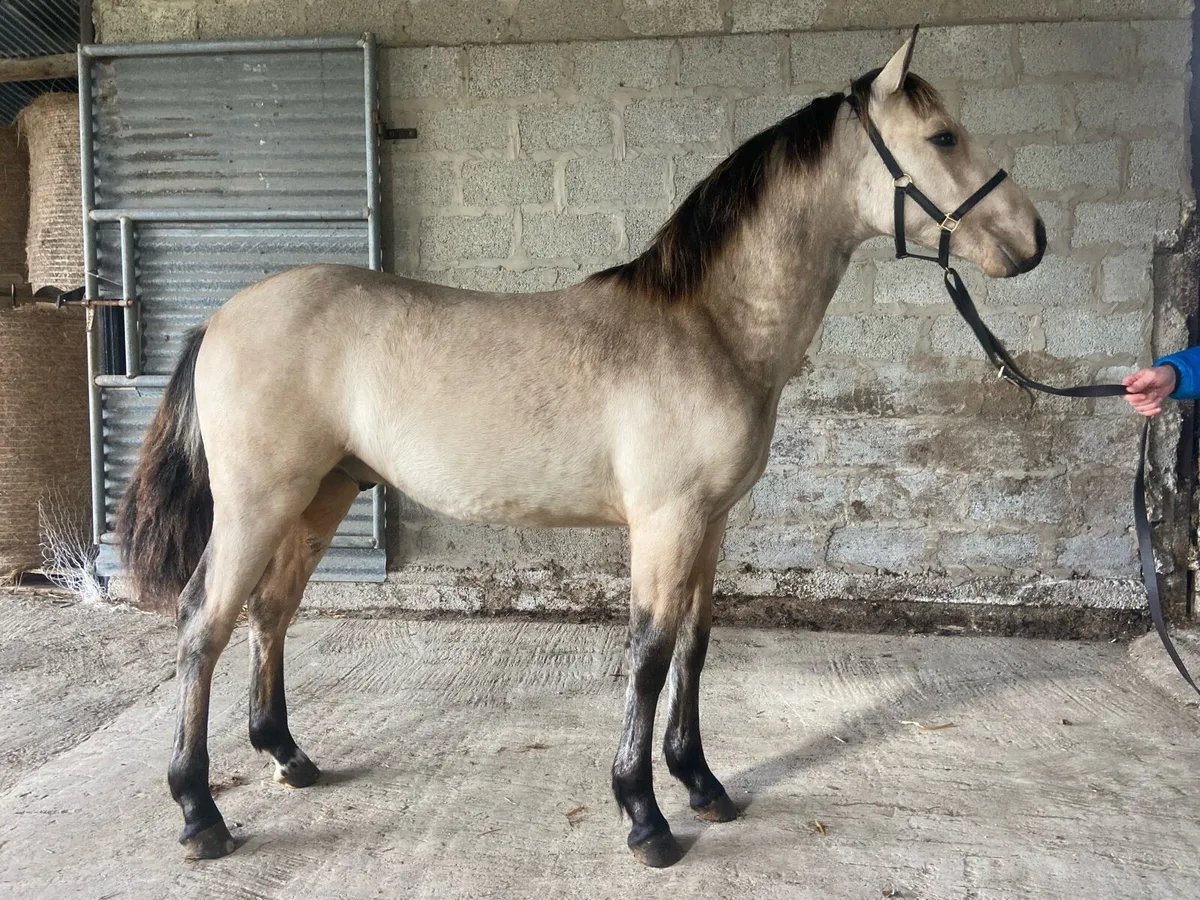 Smashing Dun Connemara foals - Image 1