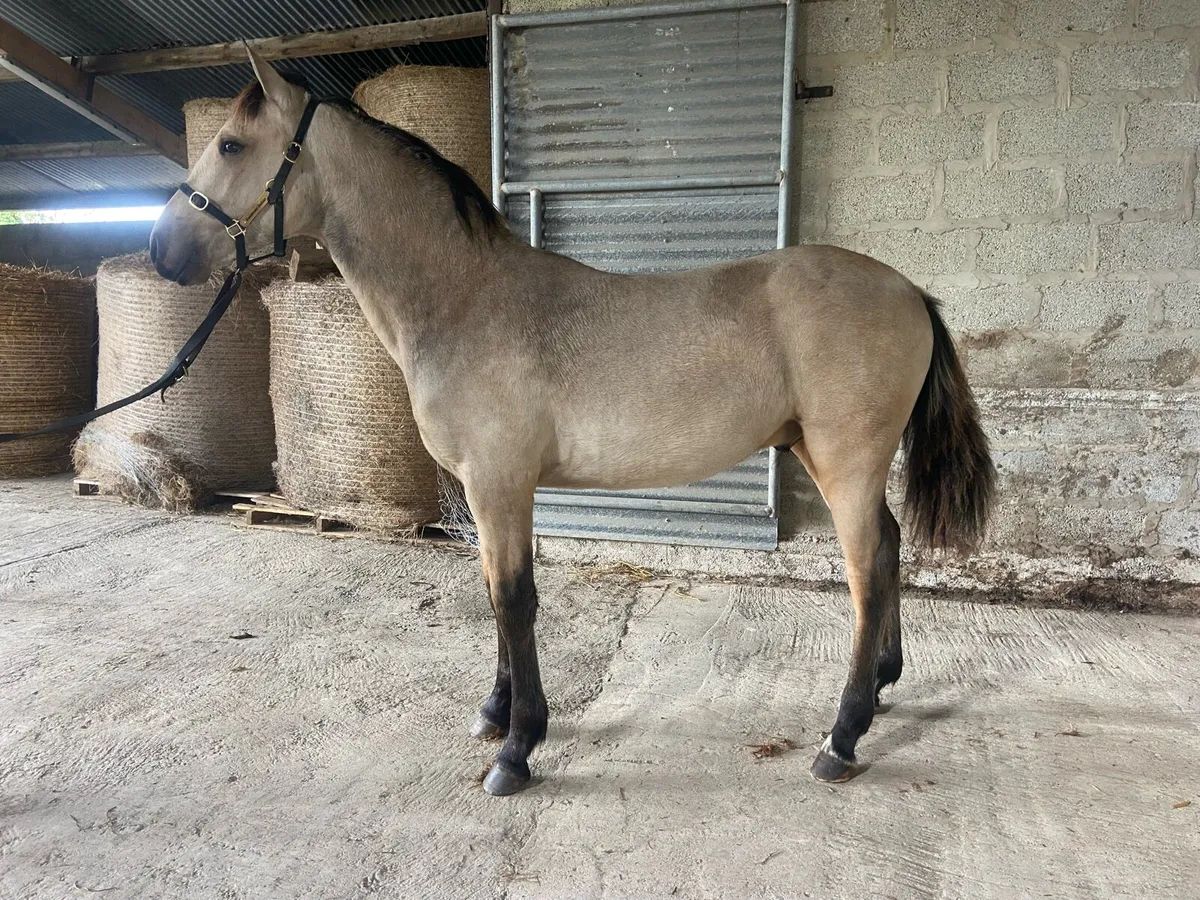 Smashing Dun Connemara foals - Image 2