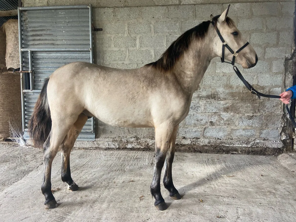 Smashing Dun Connemara foals - Image 3