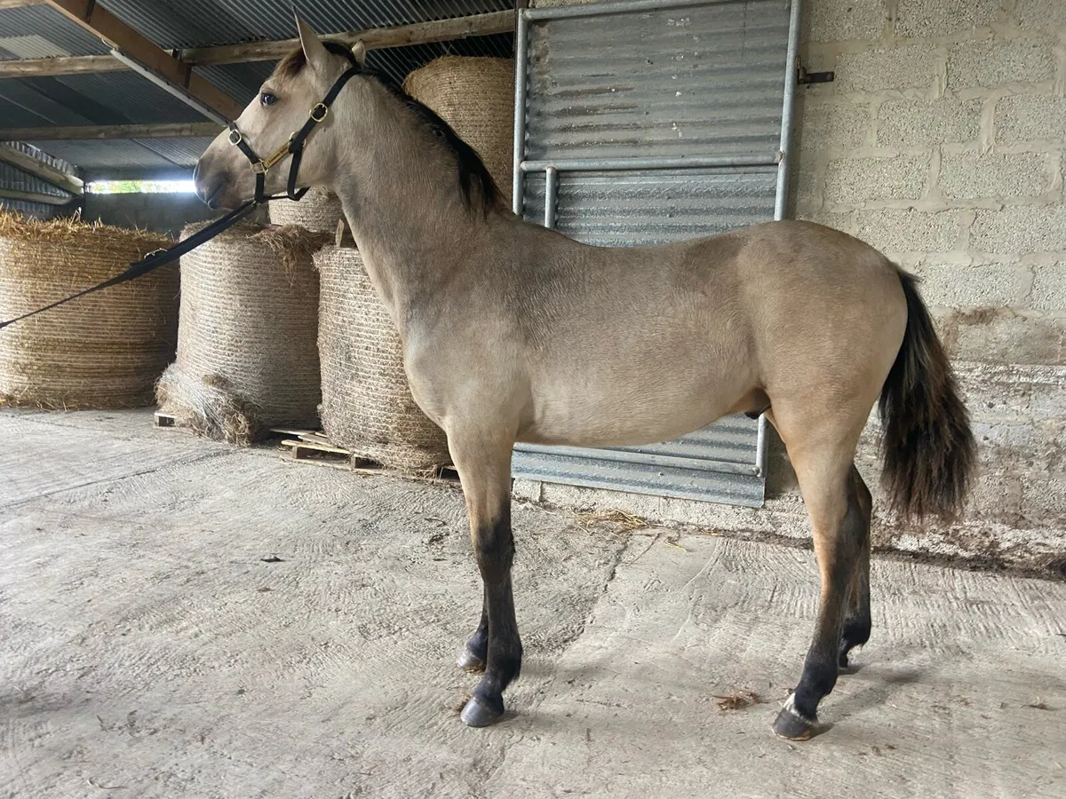 Smashing Dun Connemara foals - Image 4