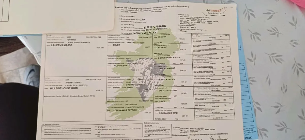 4 ⭐️ Pedigree Ch Bulls - Image 2