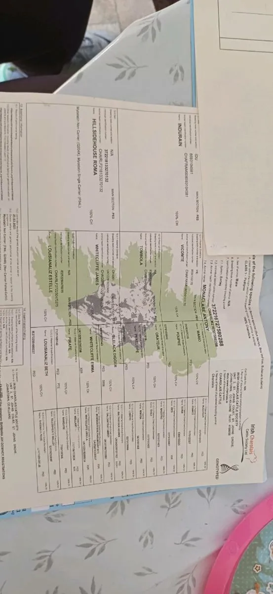 4 ⭐️ Pedigree Ch Bulls - Image 3