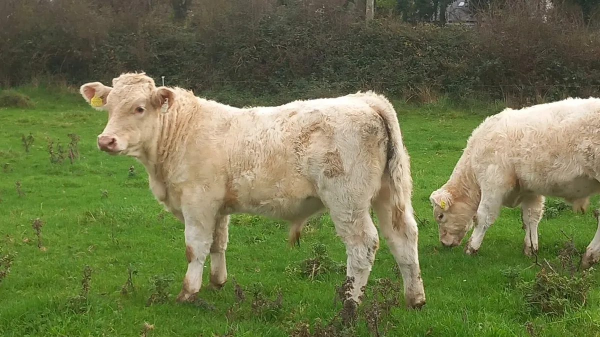 4 ⭐️ Pedigree Ch Bulls - Image 1