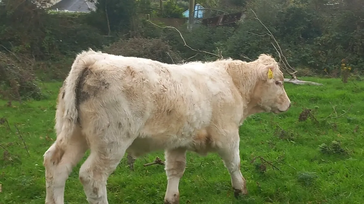 4 ⭐️ Pedigree Ch Bulls - Image 4