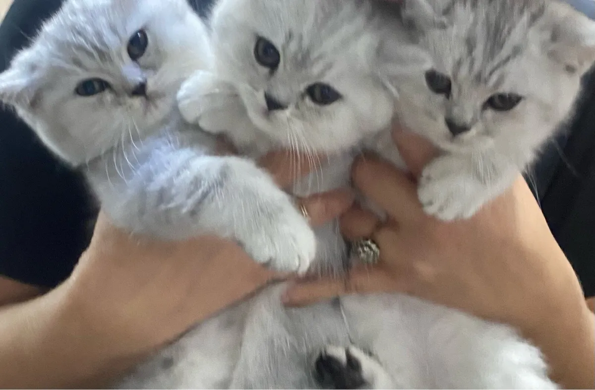 Pure breed British shorthair kittens - Image 1