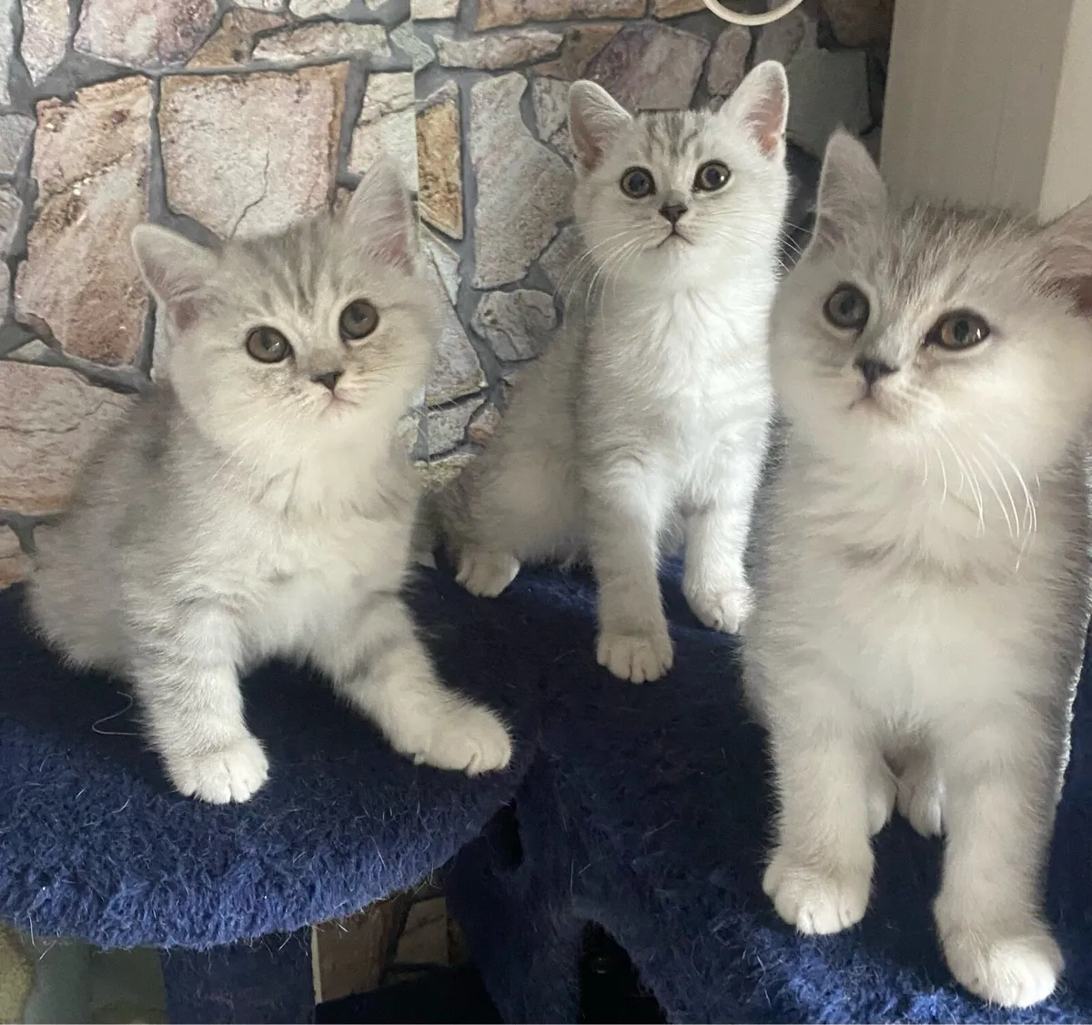 Pure breed British shorthair kittens - Image 2