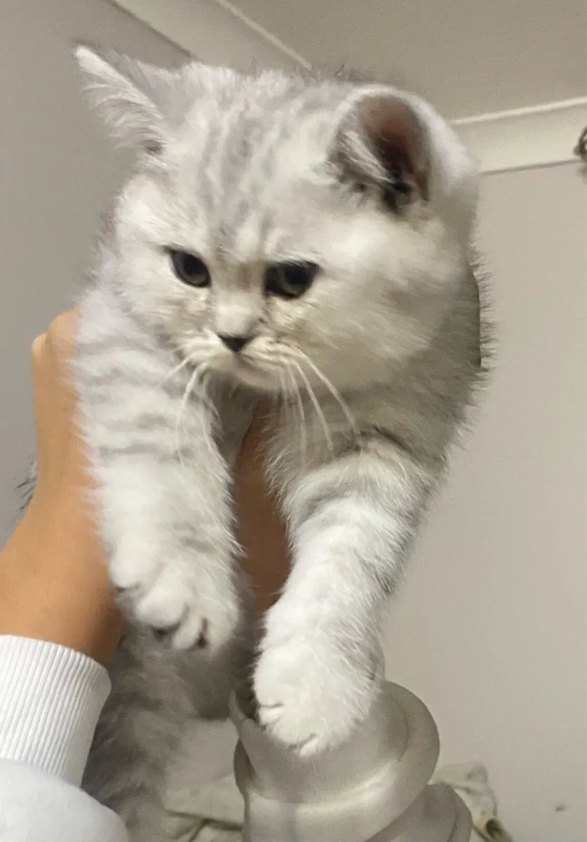 Pure breed British shorthair kittens - Image 3