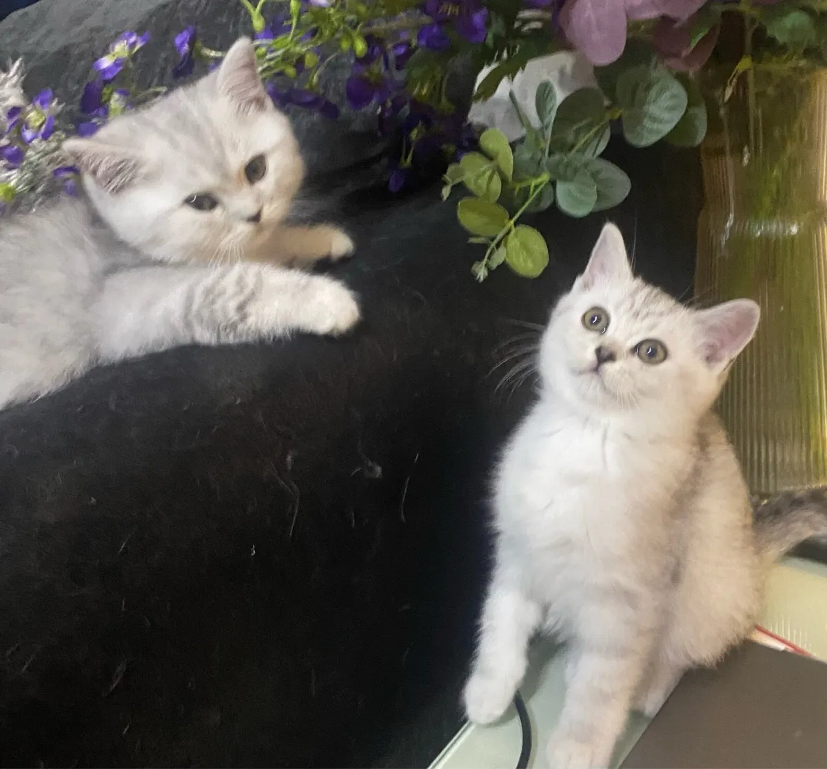 Pure breed British shorthair kittens - Image 4