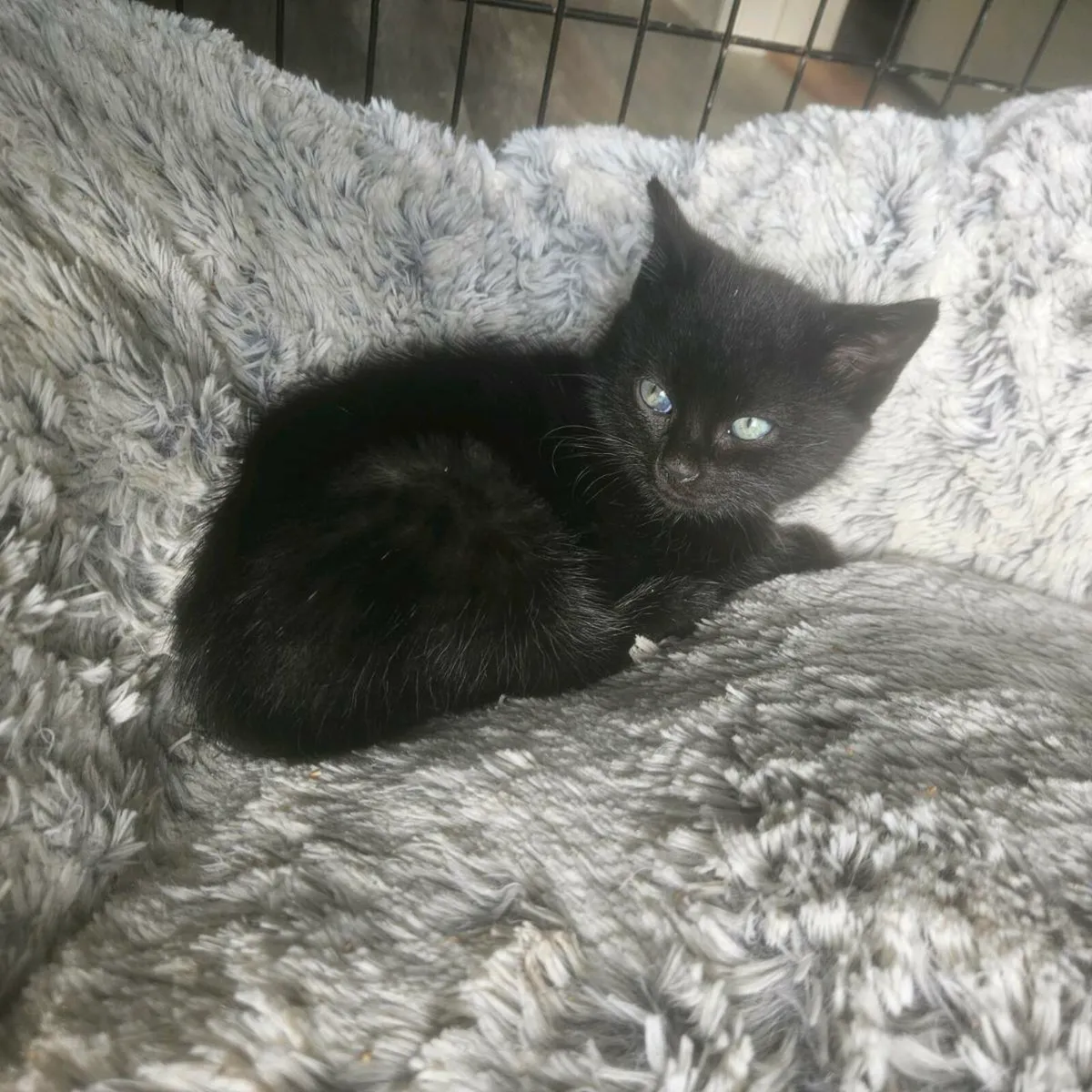 Beautiful Black female kitten - Image 2