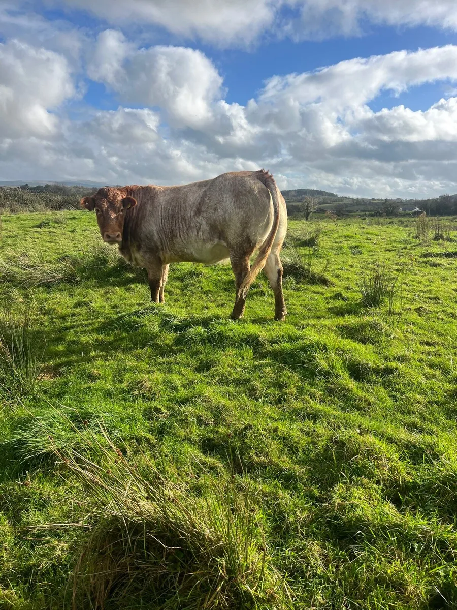 ***Elite Springer sale dowra 29th*** - Image 1