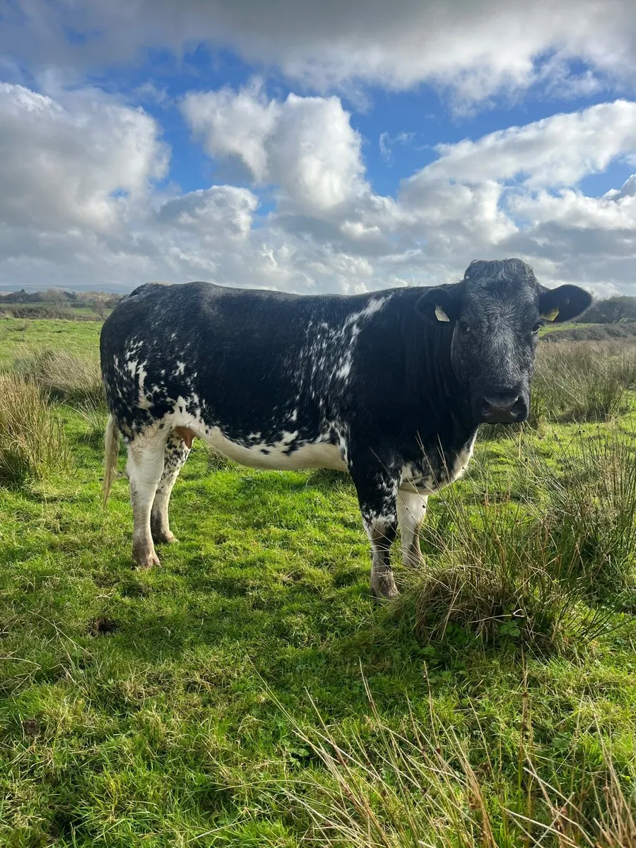 ***Elite Springer sale dowra 29th*** - Image 2