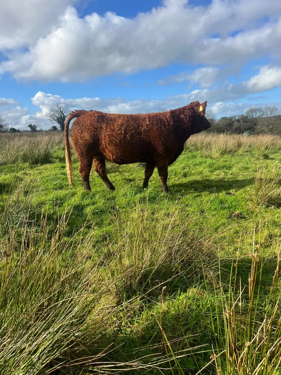***Elite Springer sale dowra 29th*** - Image 3