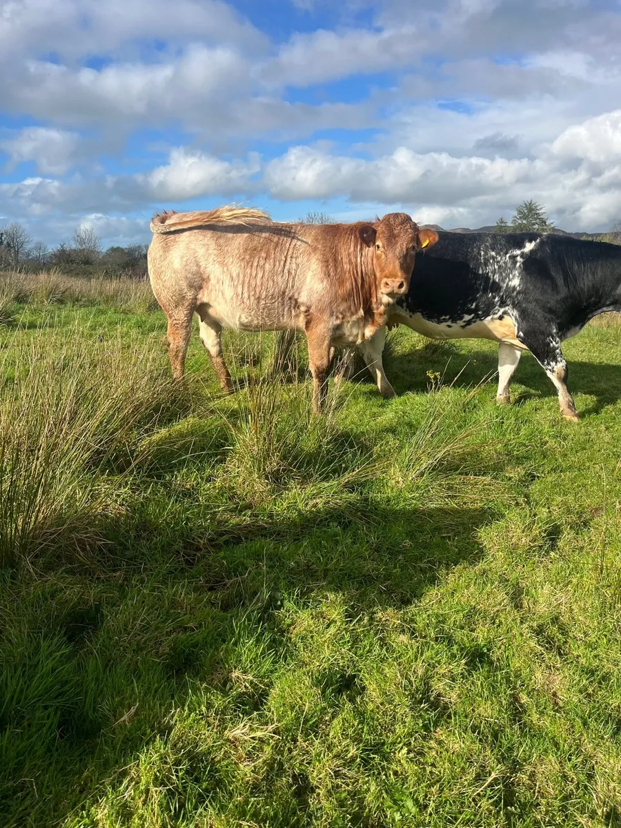 ***Elite Springer sale dowra 29th*** - Image 4