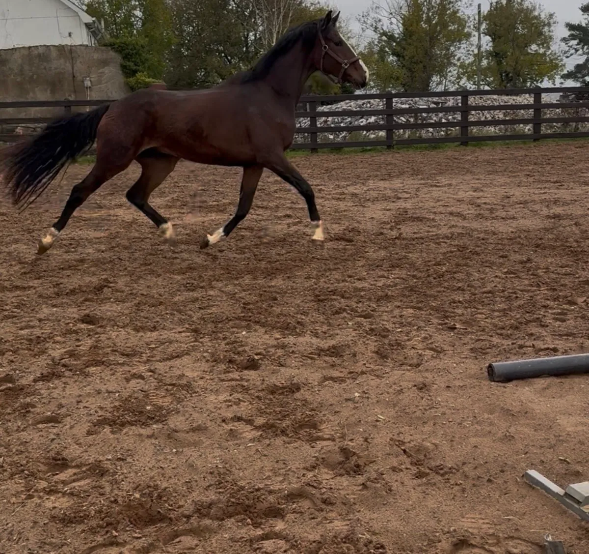 Stunning 3Yo ish Gelding - Image 2