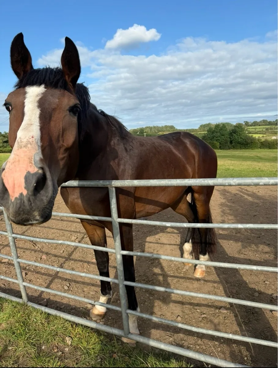 Stunning 3Yo ish Gelding - Image 3