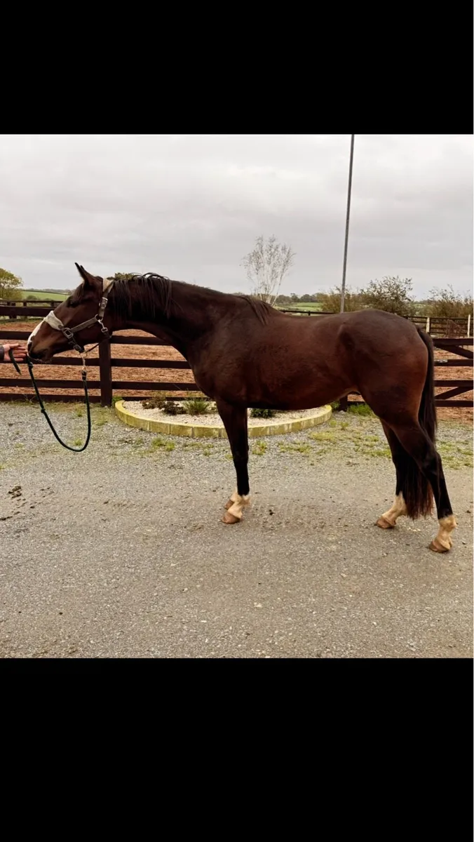 Stunning 3Yo ish Gelding - Image 1