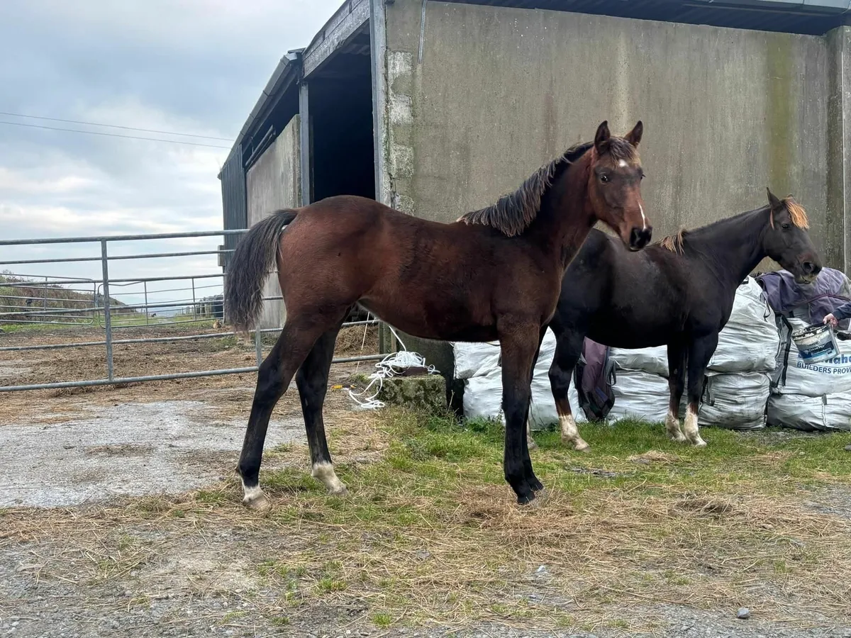 Conticco X Rehy High Society Filly Foal - Image 1