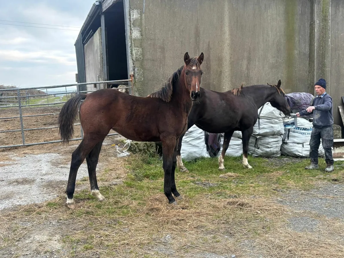 Conticco X Rehy High Society Filly Foal - Image 3