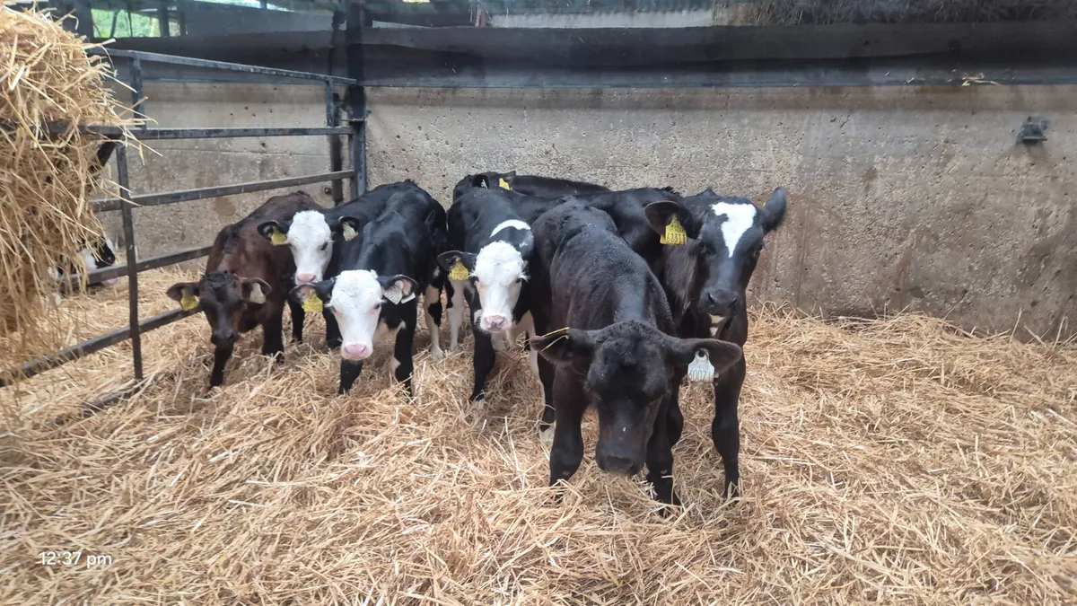 8 Colour bull sucks for sale - Image 1