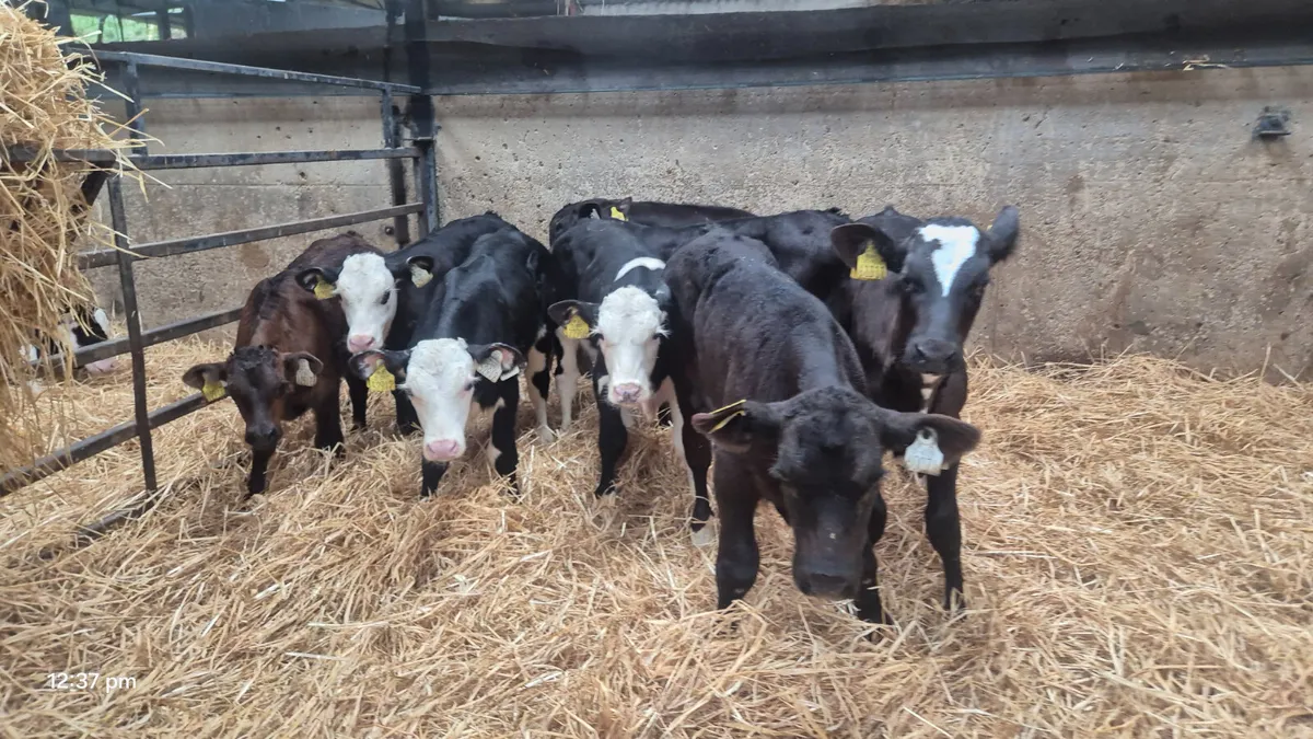 8 Colour bull sucks for sale - Image 3