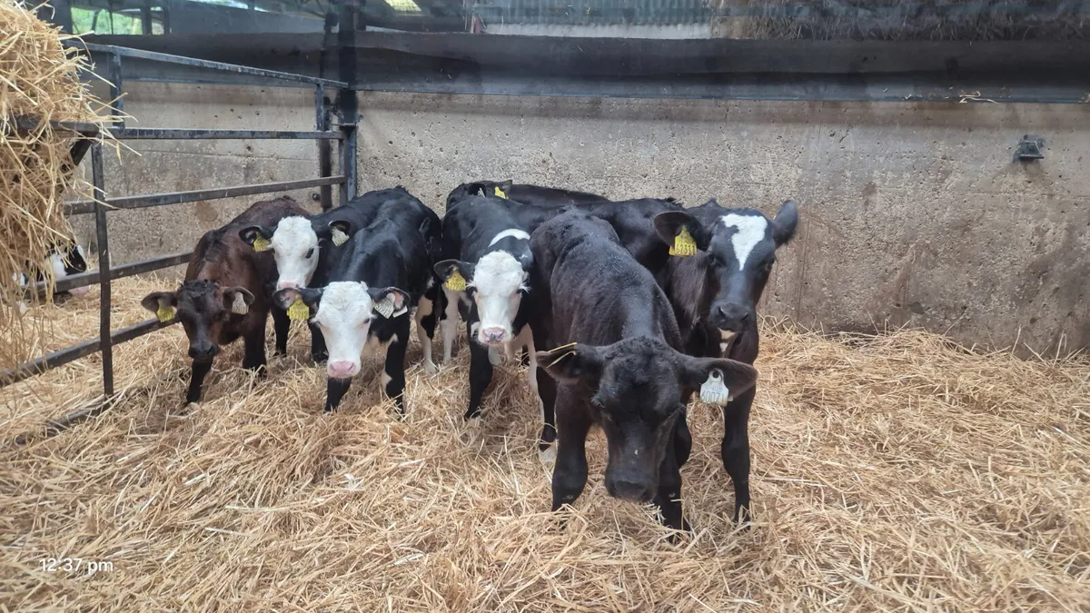 8 Colour bull sucks for sale - Image 2