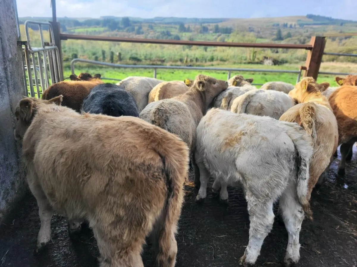 20 heifers - Image 1