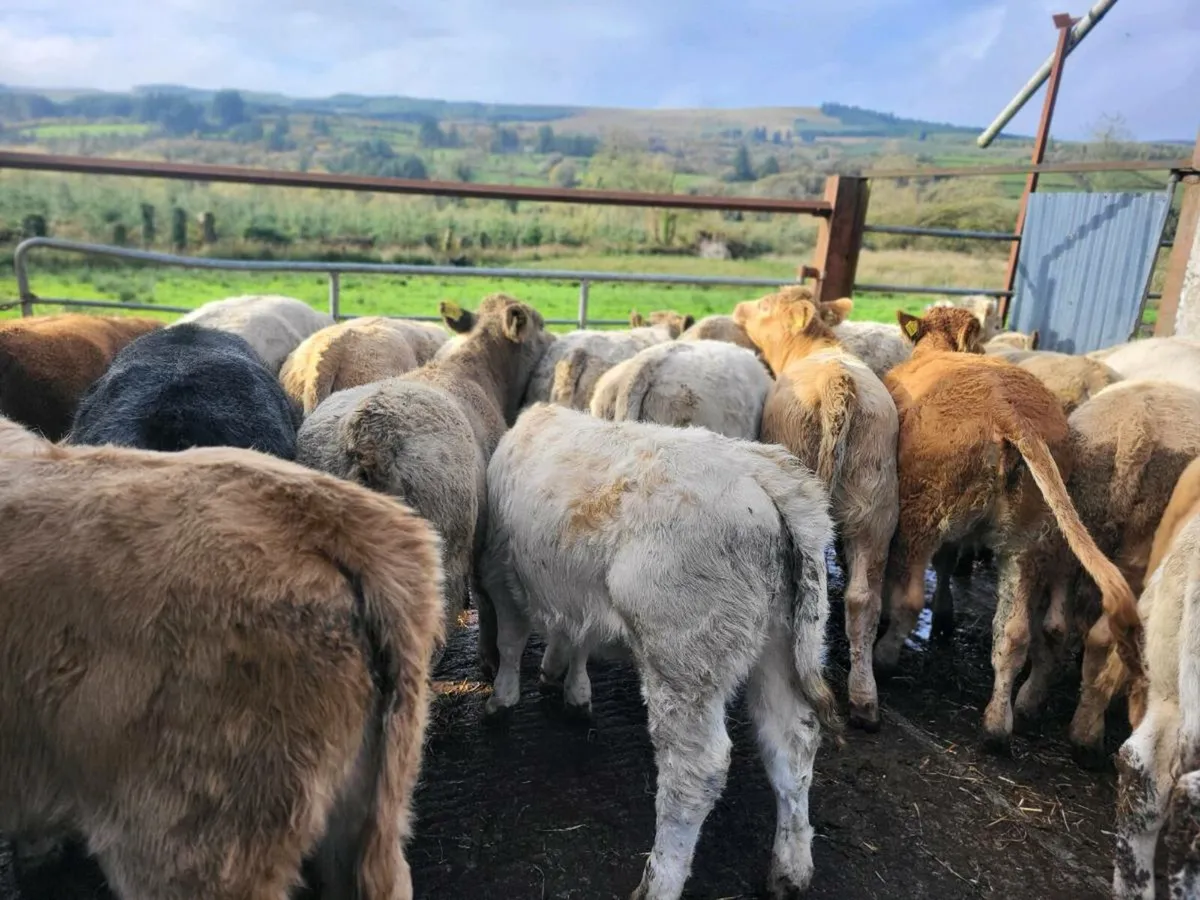 20 heifers - Image 2