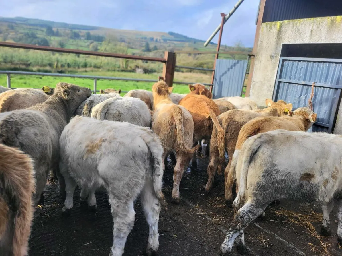 20 heifers - Image 3