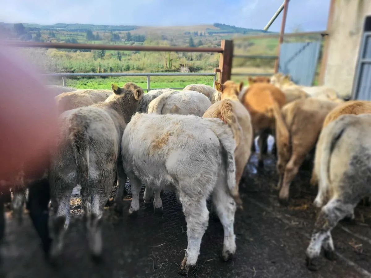 20 heifers - Image 4