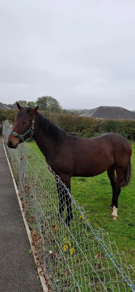 Rising 2 year old Filly