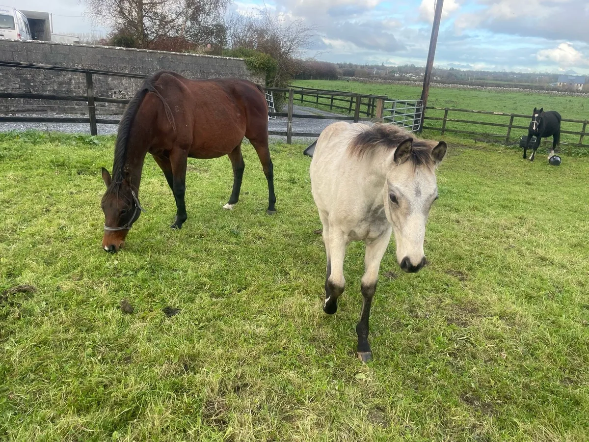Mare and foal - Image 2