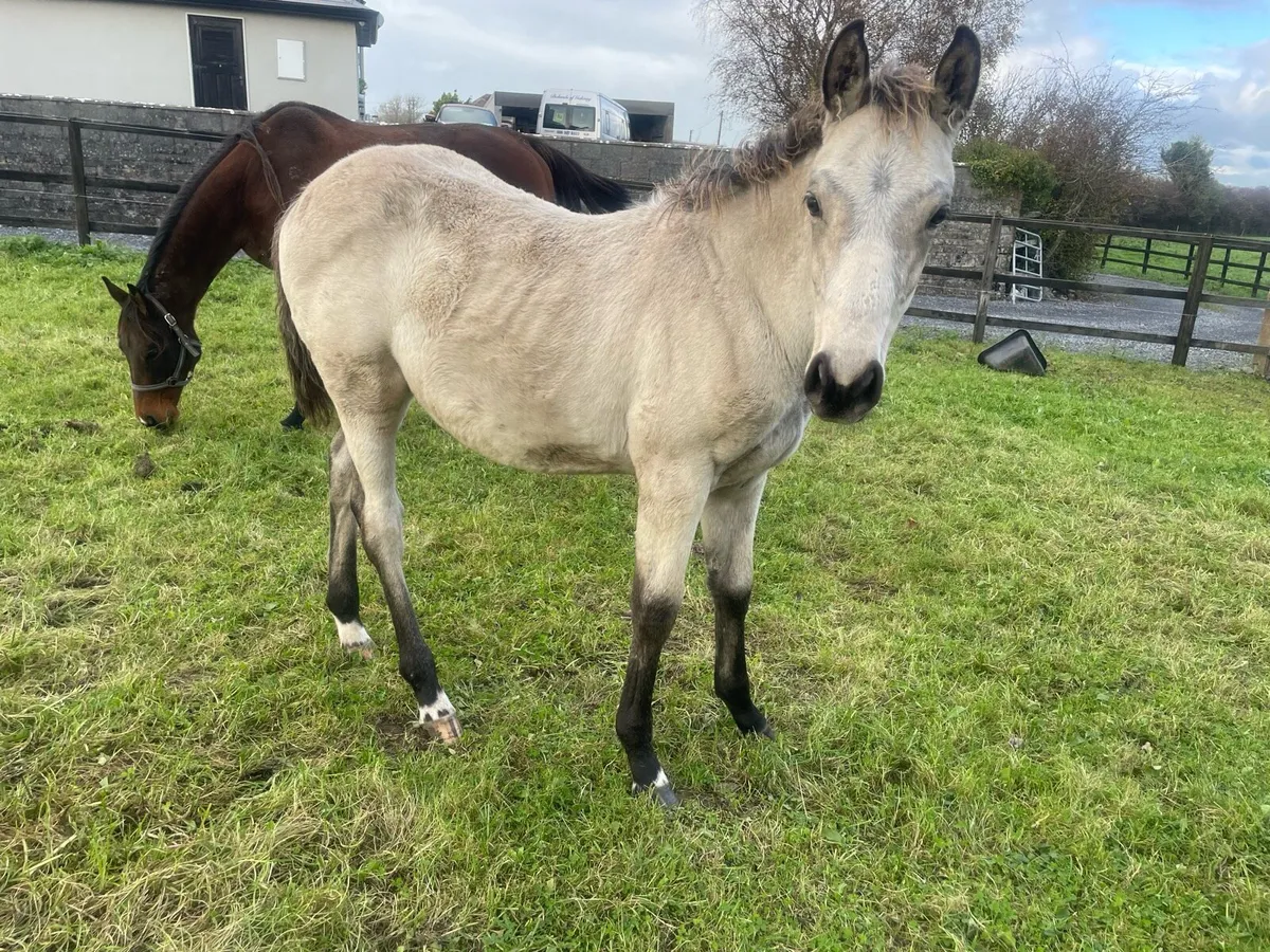Mare and foal - Image 3