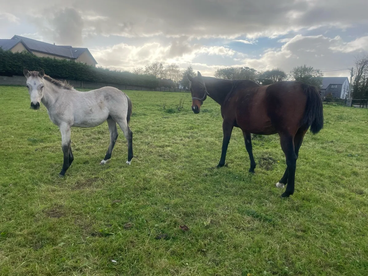 Mare and foal - Image 4