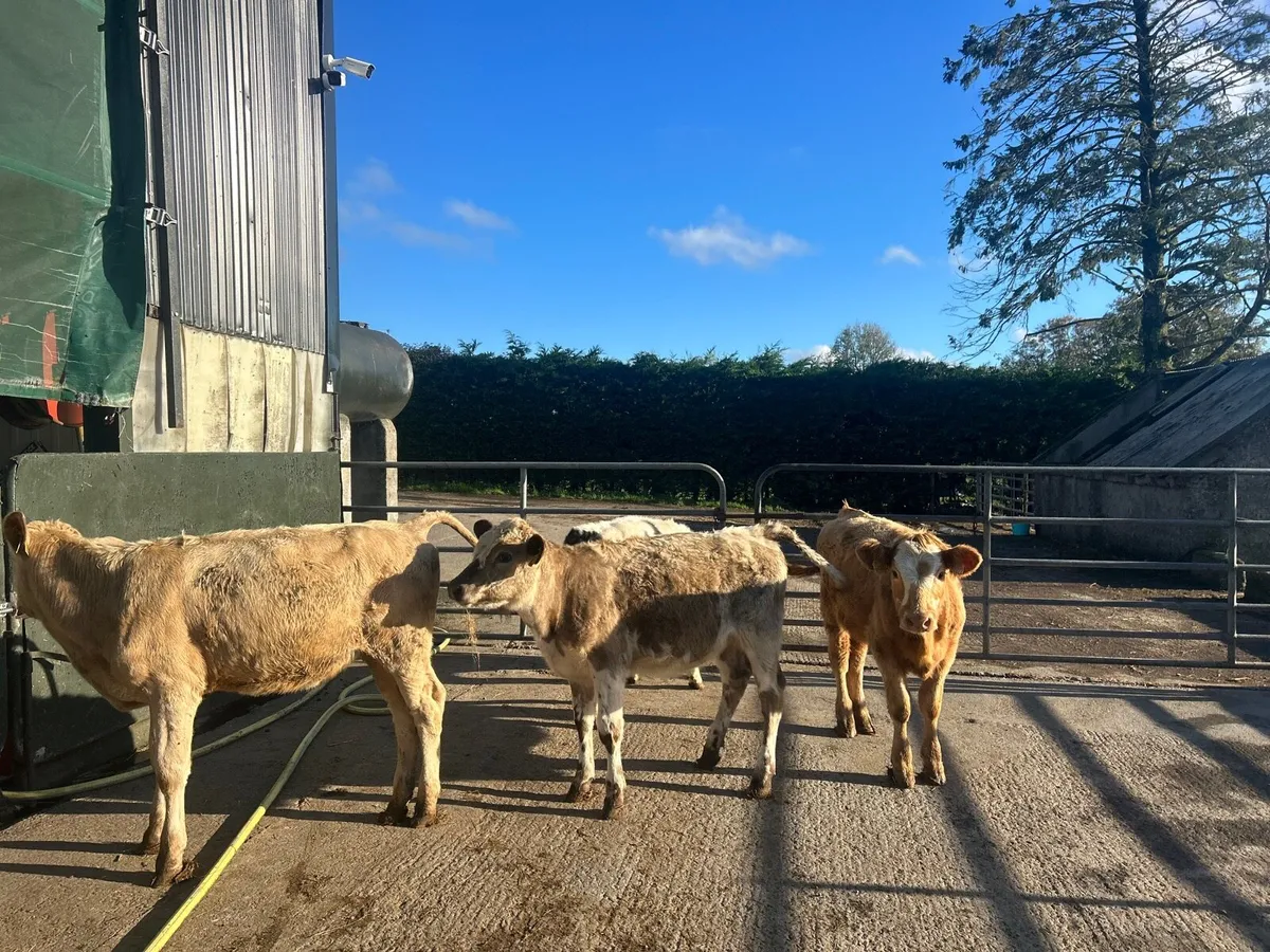 5 super  continental weanling heifers - Image 1