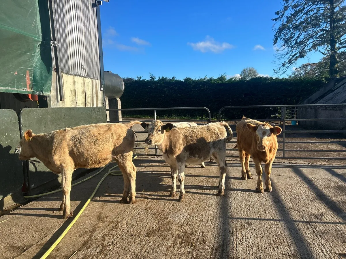 5 super  continental weanling heifers - Image 2