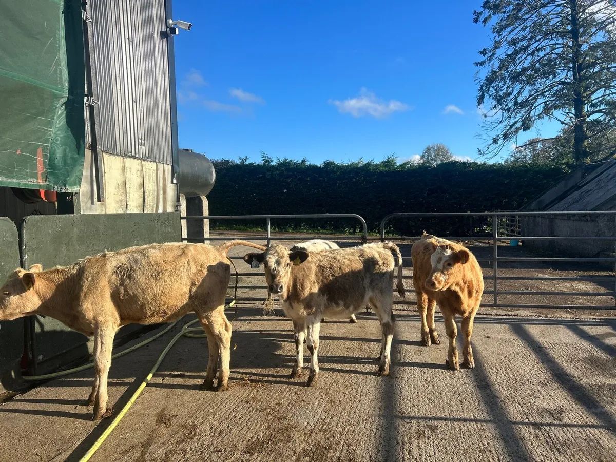 5 super  continental weanling heifers - Image 3