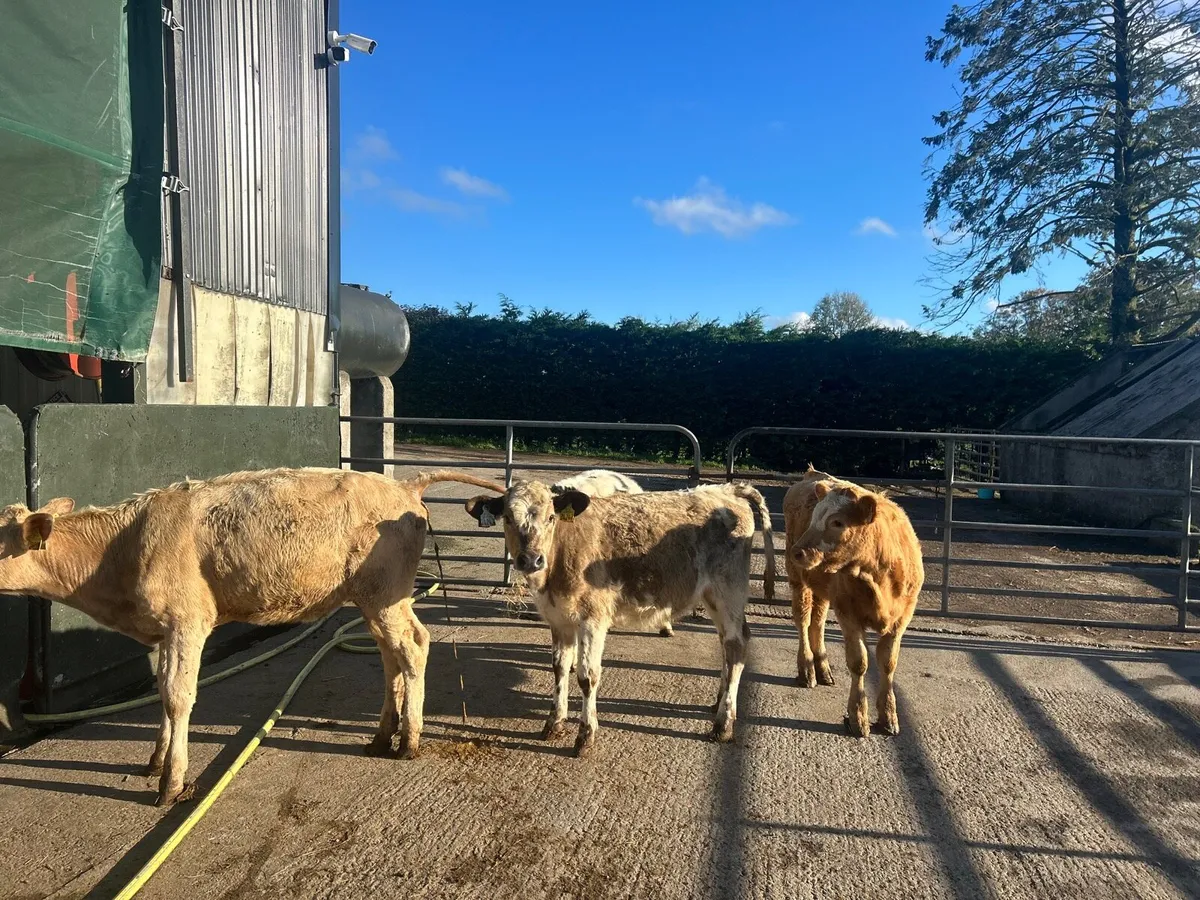 5 super  continental weanling heifers - Image 4