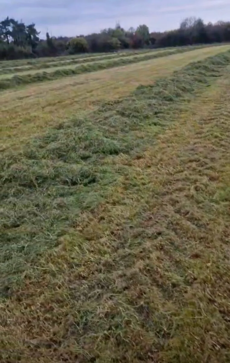 3rd cut silage bales - Image 2