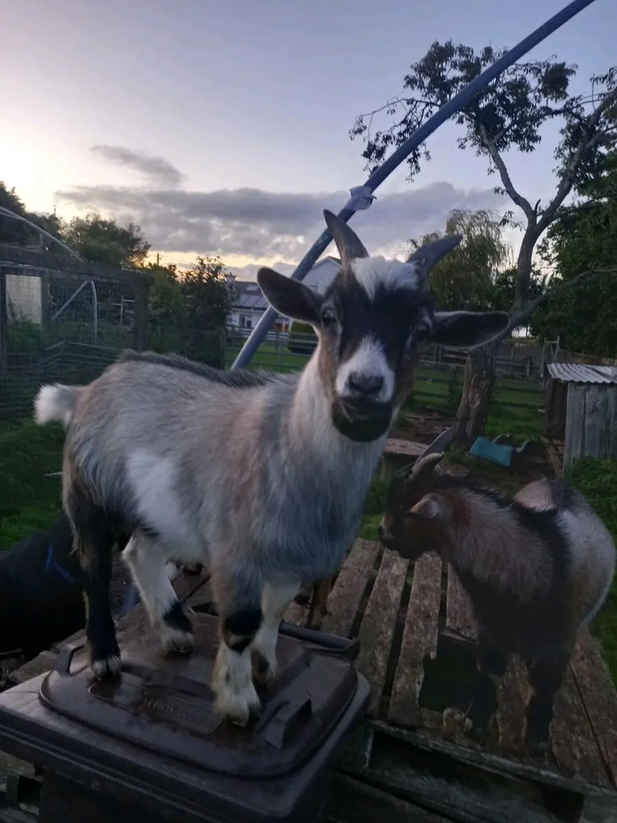 Pigmy goat - Image 1