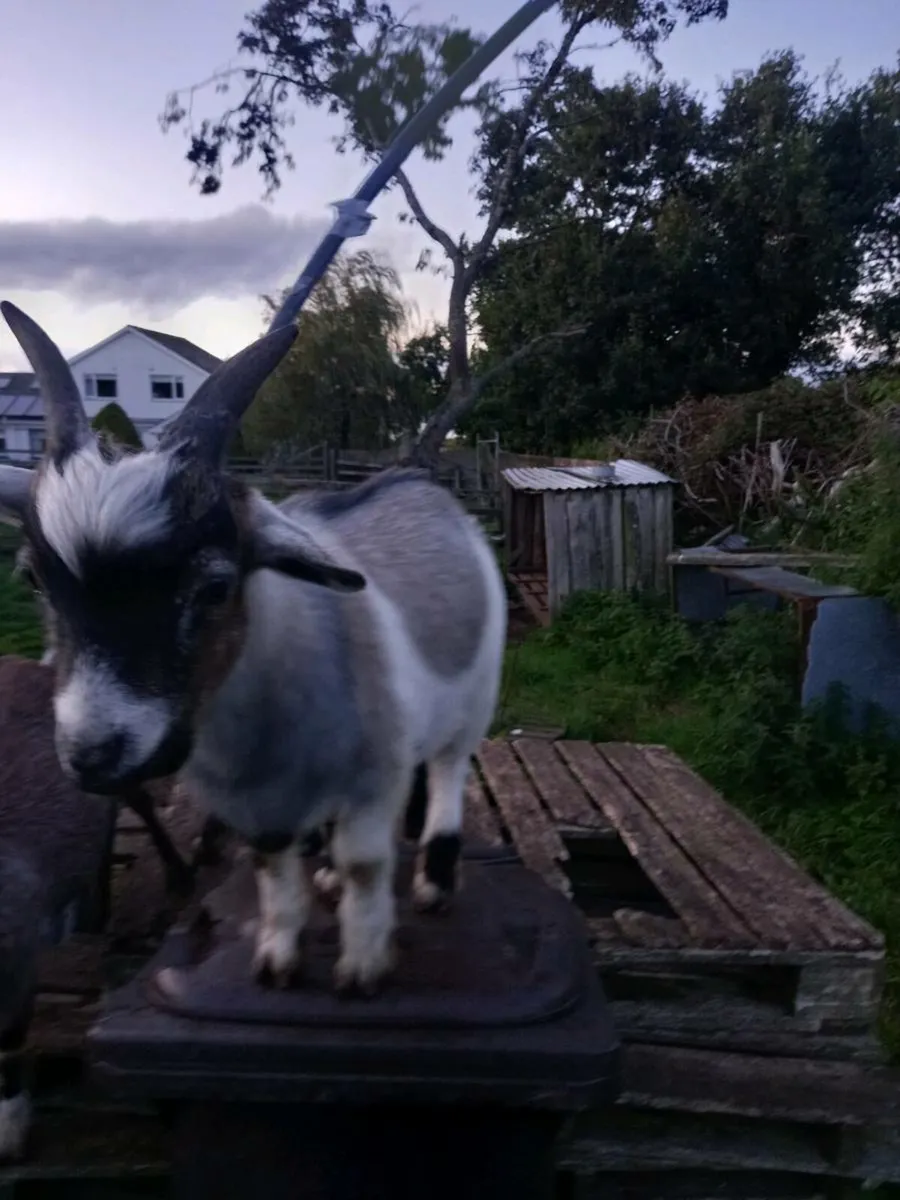 Pigmy goat - Image 2