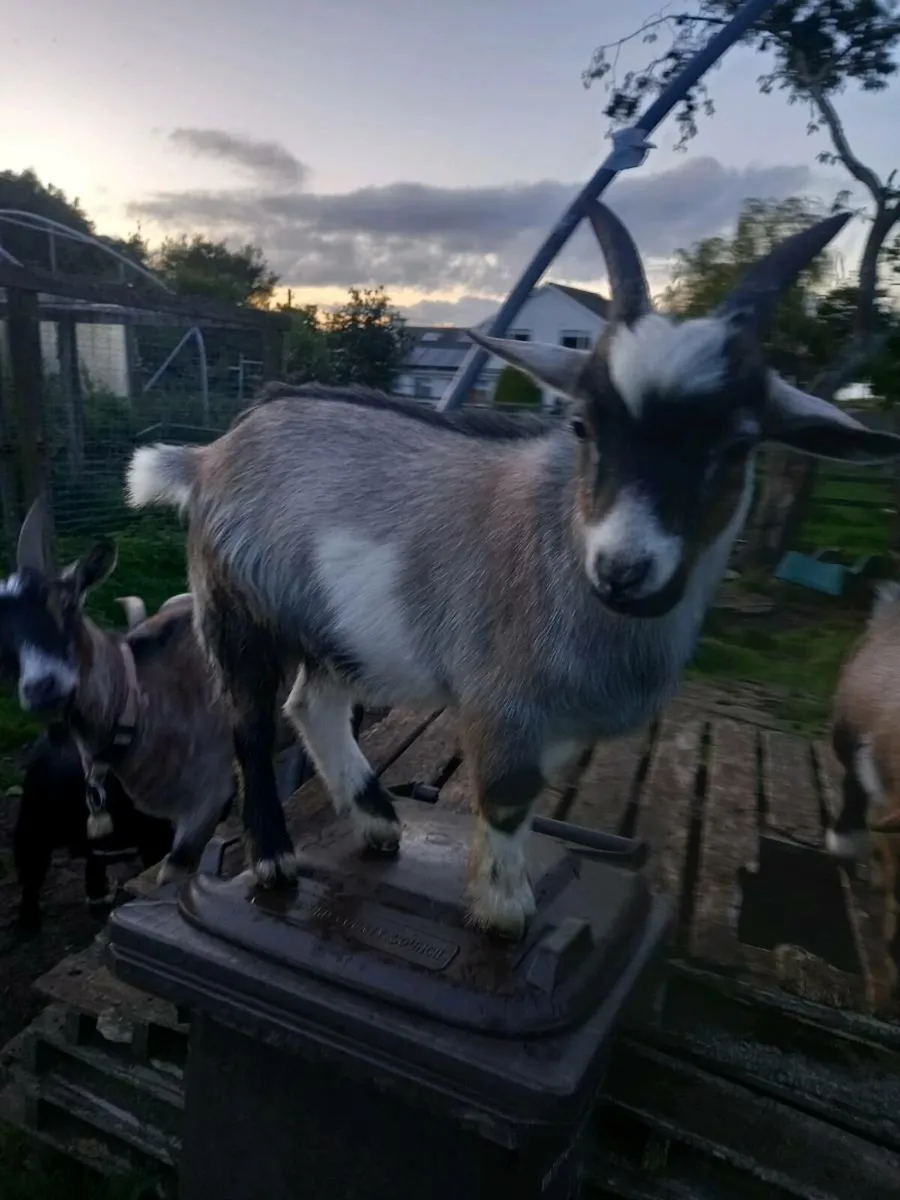 Pigmy goat - Image 3