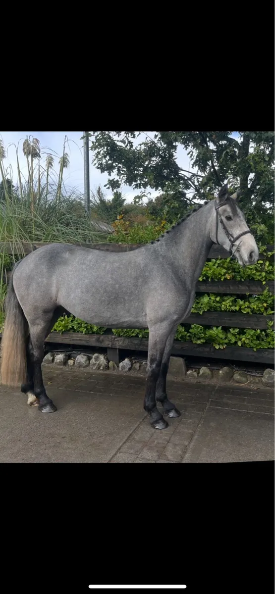 Performance pony - Image 1