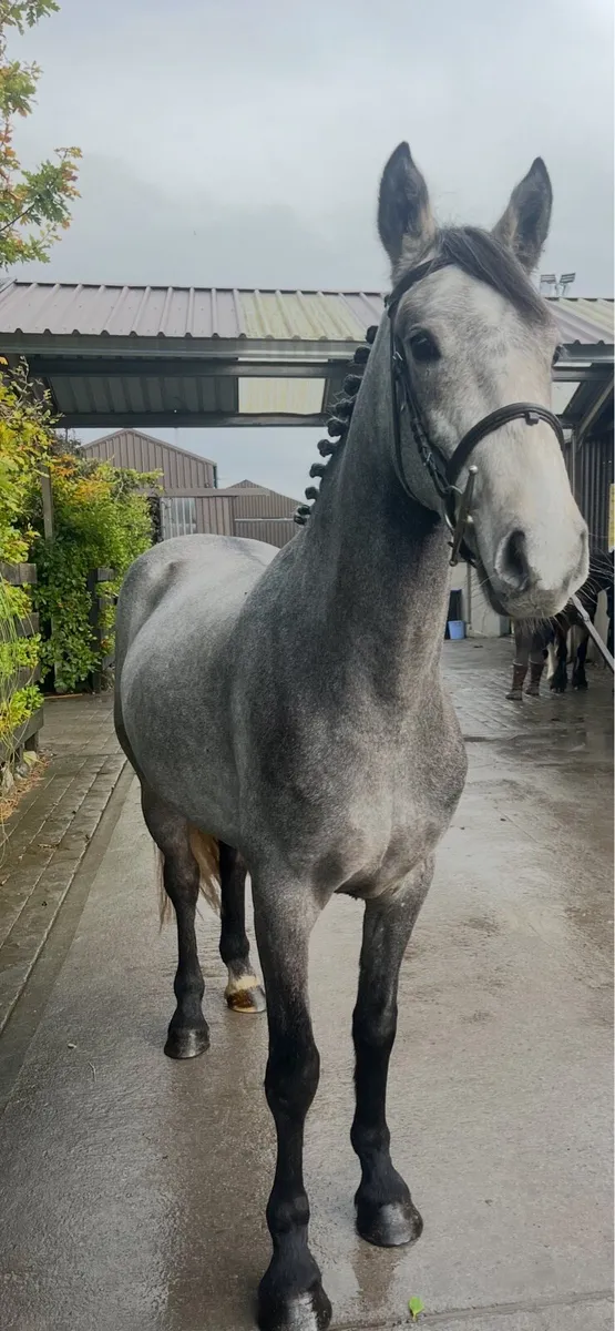 Performance pony - Image 2